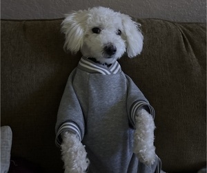 Bichon Frise Puppy for sale in WINDERMERE, FL, USA