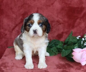 Cavalier King Charles Spaniel Dog for Adoption in FREDERICKSBG, Ohio USA