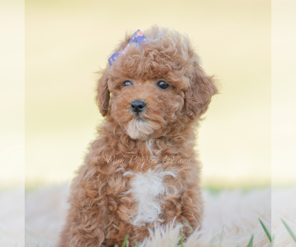 Medium Photo #4 Poodle (Miniature) Puppy For Sale in WARSAW, IN, USA