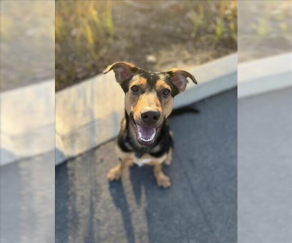 Medium Photo #2 Australian Kelpie-Doberman Pinscher Mix Puppy For Sale in Tracy, CA, USA