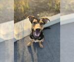 Small #1 Australian Kelpie-Doberman Pinscher Mix