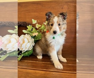 Shetland Sheepdog Puppy for sale in KINGSPORT, TN, USA