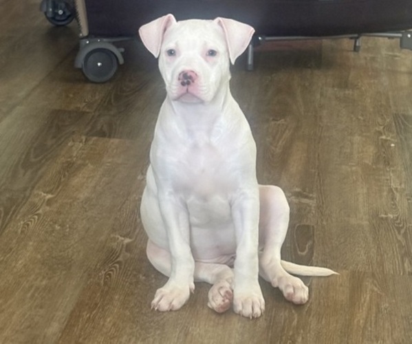 Medium Photo #1 American Pit Bull Terrier Puppy For Sale in FLORENCE, SC, USA