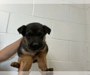 German Shepherd Dog-Unknown Mix Dogs for adoption in San Bernardino, CA, USA