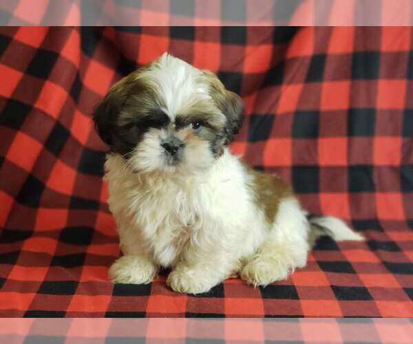 Medium Photo #2 Shih Tzu Puppy For Sale in MOUNTAIN GROVE, MO, USA