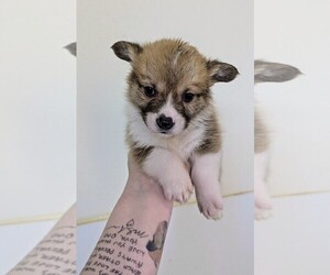 Pembroke Welsh Corgi Puppy for sale in VANCOUVER, WA, USA