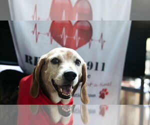 Mutt Dogs for adoption in Overland Park, KS, USA