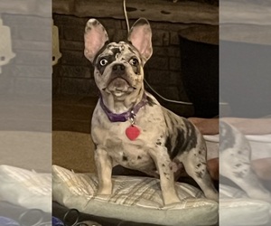 Mother of the French Bulldog puppies born on 07/11/2025