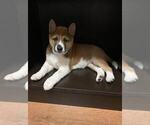 Small Photo #6 Shiba Inu Puppy For Sale in CRYSTAL LAKE, IL, USA