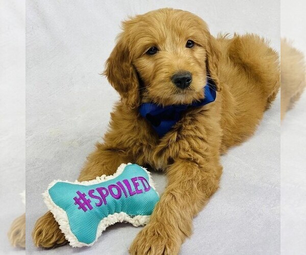 Medium Photo #1 Goldendoodle-Poodle (Miniature) Mix Puppy For Sale in ITASCA, TX, USA
