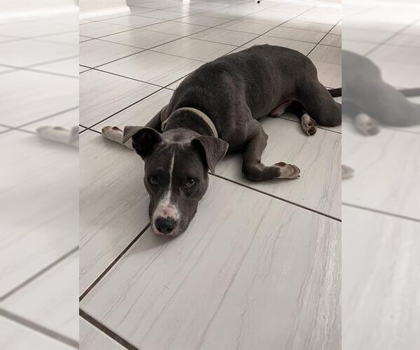 Medium Photo #1 American Staffordshire Terrier-Unknown Mix Puppy For Sale in San Antonio, TX, USA