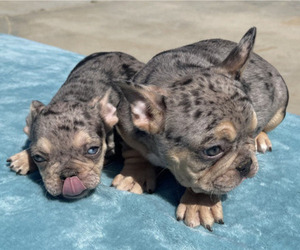 French Bulldog Puppy for sale in NEWPORT BEACH, CA, USA