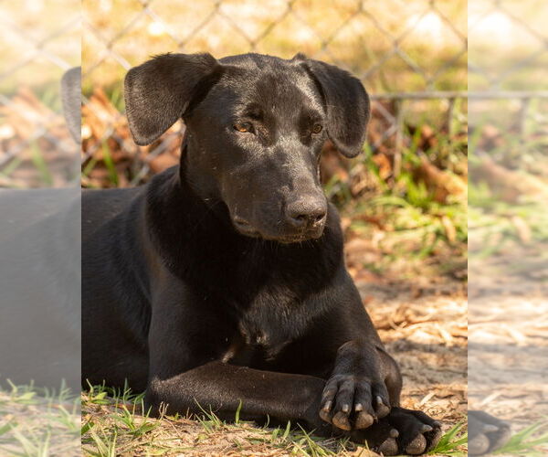 Medium Photo #3 Labrador Retriever-Unknown Mix Puppy For Sale in oakland, FL, USA