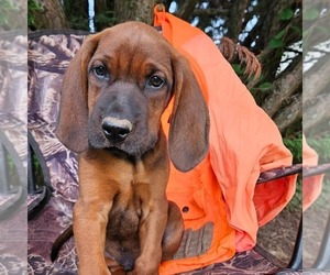 Redbone Coonhound Puppy for sale in DENVER, PA, USA