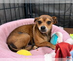 Small #3 Chihuahua Mix
