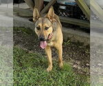 Small #1 German Shepherd Dog Mix