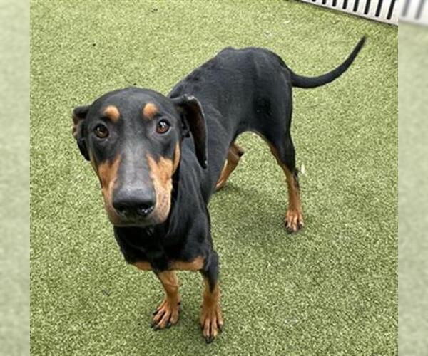 Medium Photo #1 Doberman Pinscher Puppy For Sale in Waco, TX, USA