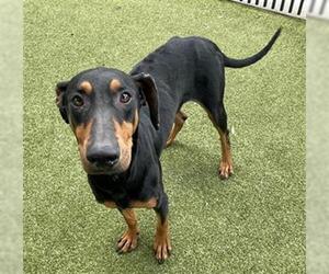Doberman Pinscher Dogs for adoption in Waco, TX, USA