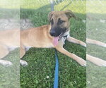 Small #23 Black Mouth Cur-German Shepherd Dog Mix