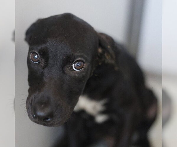 Medium Photo #1 Labrador Retriever-Unknown Mix Puppy For Sale in San Antonio, TX, USA