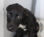 Small Labrador Retriever Mix