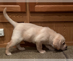 Small Photo #2 Labrador Retriever Puppy For Sale in OCALA, FL, USA