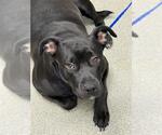 Small Labrador Retriever Mix