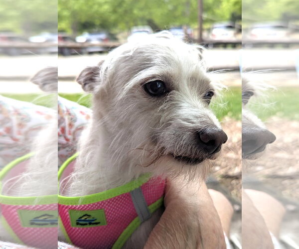 Medium Photo #2 Chihuahua-Unknown Mix Puppy For Sale in Mount Airy, NC, USA