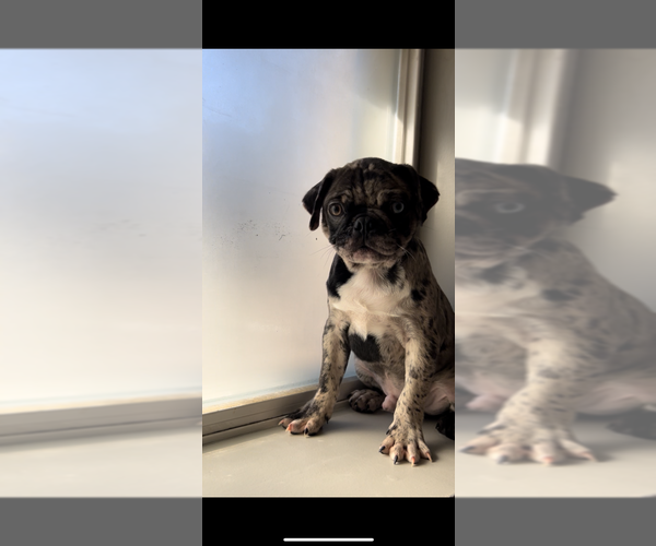 Medium Photo #4 Pug Puppy For Sale in CHICAGO, IL, USA