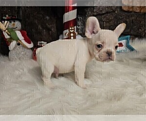 French Bulldog Puppy for sale in PALM BEACH, FL, USA
