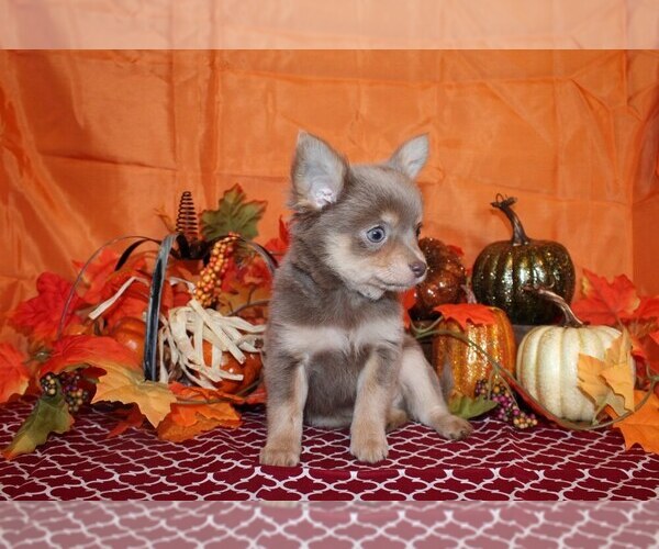 Medium Photo #9 Chihuahua Puppy For Sale in CHARLESTON, AR, USA