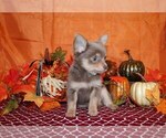 Small #8 Chihuahua