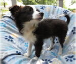 Small #1 Mutt