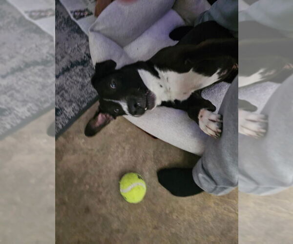 Medium Photo #7 Lab-Pointer Puppy For Sale in San Juan Capistrano, CA, USA