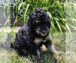 Small Photo #8 Goldendoodle Puppy For Sale in KANSAS CITY, MO, USA