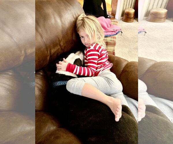 Medium Photo #27 Mutt Puppy For Sale in Mount Laurel, NJ, USA