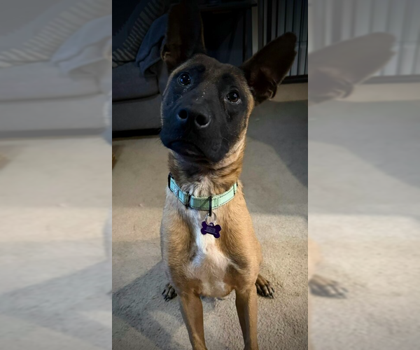 Medium Photo #2 Mutt Puppy For Sale in Imlay City, MI, USA