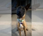 Small #1 Mutt