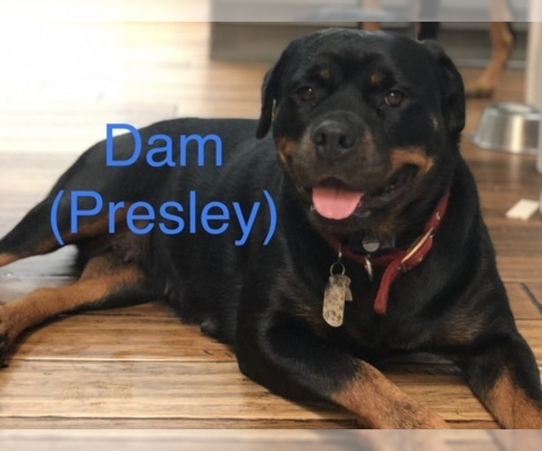 Medium Photo #7 Rottweiler Puppy For Sale in SYKESVILLE, MD, USA
