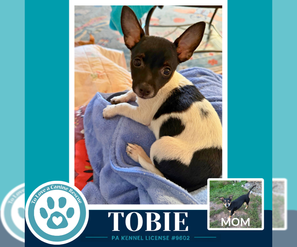 Medium Photo #3 Chiweenie Puppy For Sale in Kimberton, PA, USA