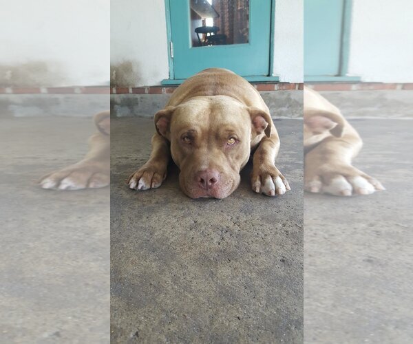 Medium Photo #1 American Pit Bull Terrier-Unknown Mix Puppy For Sale in Dana Point, CA, USA