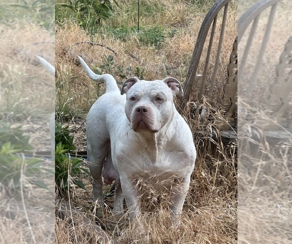 Medium Photo #1 American Bully Puppy For Sale in CHICO, CA, USA