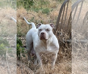 Mother of the American Bully puppies born on 04/04/2025
