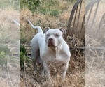 Small Photo #1 American Bully Puppy For Sale in CHICO, CA, USA