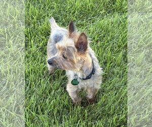 Gandalf - Male Mutt Dog for Adoption - Photo #3