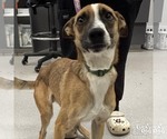 Small #2 Mutt