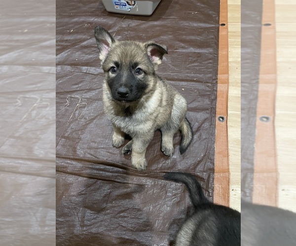 Medium Photo #6 German Shepherd Dog Puppy For Sale in MADISON HEIGHTS, VA, USA