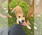 Small #1 German Shepherd Dog Mix