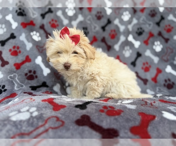 Medium Photo #3 Havapoo Puppy For Sale in LAKELAND, FL, USA