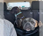 Small #14 American Pit Bull Terrier Mix
